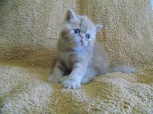 Charming exotic shorthair kittens