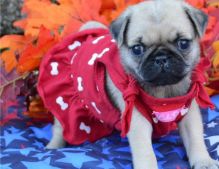 male and female Pug puppies