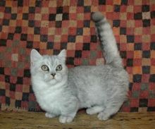 registered munchkin kittens