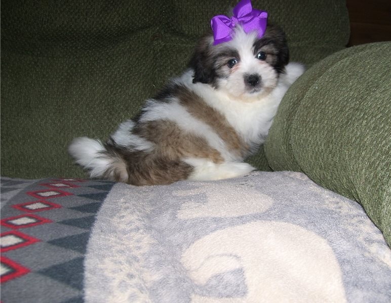 Healthy Lhasa Apso puppies available Image eClassifieds4u