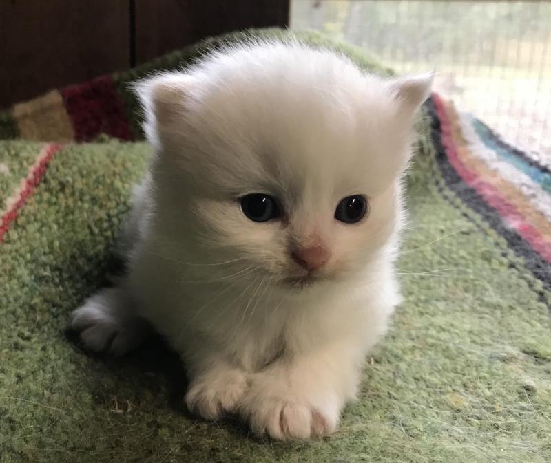 male and female Himalayan kittens Image eClassifieds4u