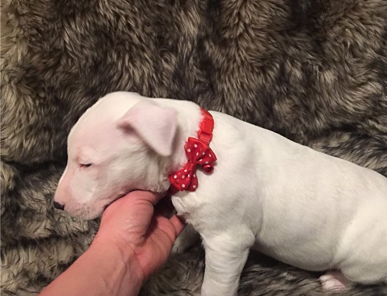 Amazing Bull-terrier puppies. Image eClassifieds4u