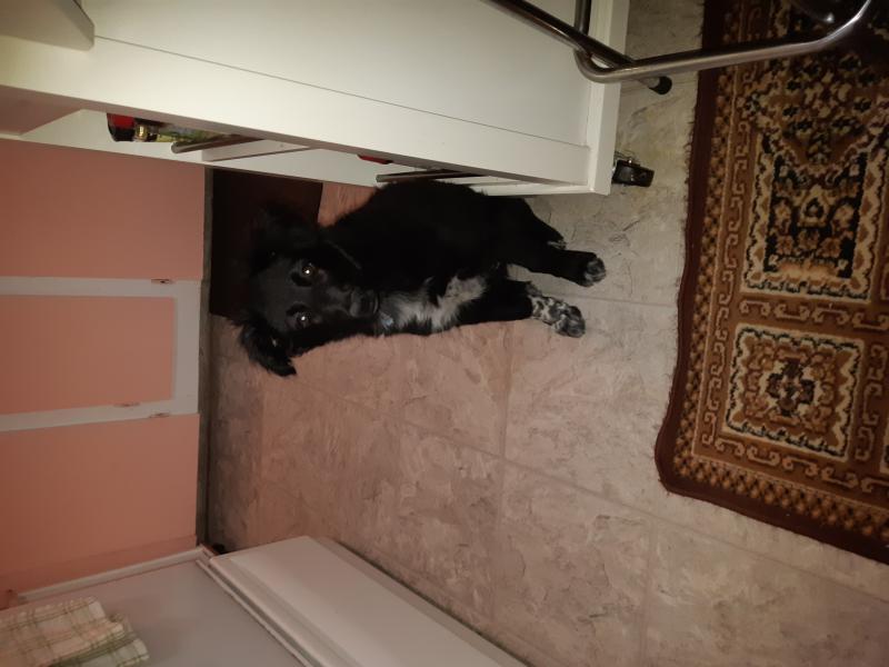 Border Collie Cross lab Image eClassifieds4u