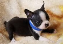 Boston Terrier Puppies