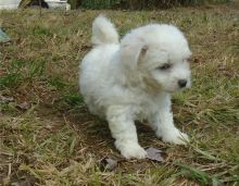 male and female Bichon Frise puppies