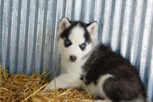 Pomsky puppies for ready