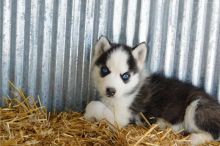 Siberian Husky puppies , Registered and vaccinated.