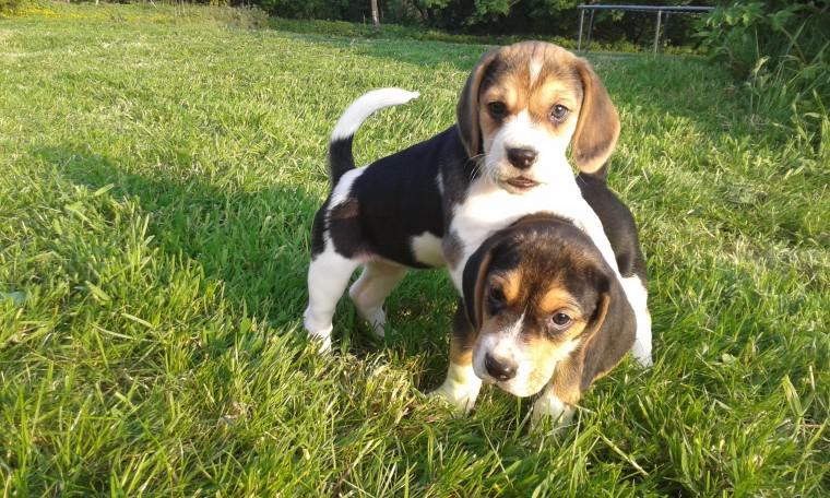 Magnificent Beagle puppies Image eClassifieds4u