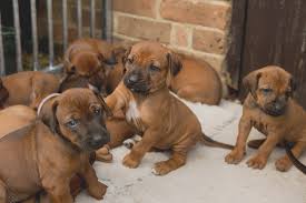Ridgeback puppies- vaccinated, dewormed and vet checked Image eClassifieds4u