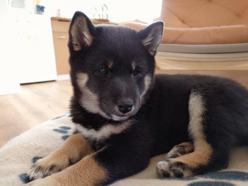 Shiba Inu puppies available for new homes Image eClassifieds4u
