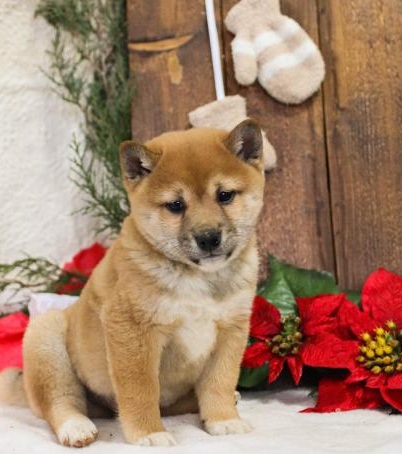 C.K.C MALE AND FEMALE SHIBA INU PUPPIES AVAILABLE Image eClassifieds4u