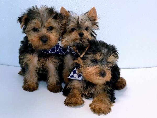 C.K.C MALE AND FEMALE YORKSHIRE TERRIER PUPPIES AVAILABLE Image eClassifieds4u