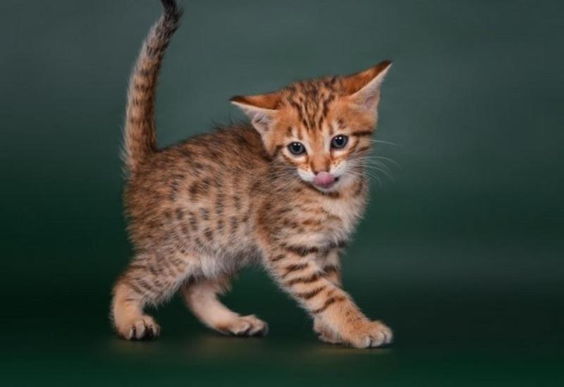 lovely exotic Savannah kittens Image eClassifieds4u