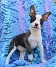 C.K.C MALE AND FEMALE BOSTON TERRIER PUPPIES AVAILABLE