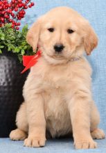 C.K.C MALE AND FEMALE GOLDEN RETRIEVER PUPPIES AVAILABLE