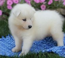 C.K.C MALE AND FEMALE SAMOYED PUPPIES AVAILABLE