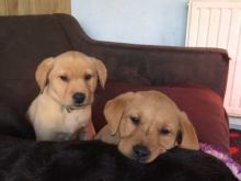 2 healthy, home trained Labrador Retriever pups for adoption.