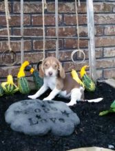 Beagle Puppies For Re-homing