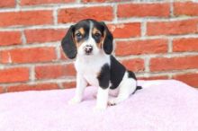 CKC Beagle Puppies