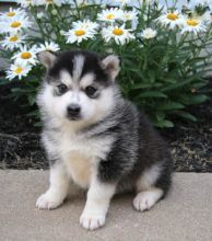 CKC Pomsky Puppies