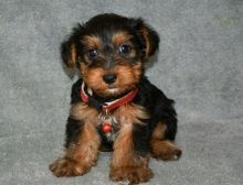 CKC Yorkie Puppies