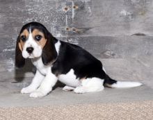 Healthy Beagle Puppies