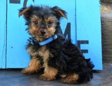 Healthy Yorkie Puppies