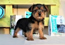 Home Raised Yorkie Puppies