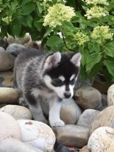 Male and Female Pomsky Puppies