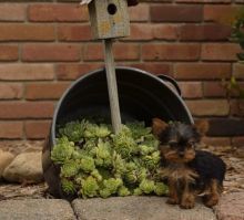 Male and Female Yorkie Puppies