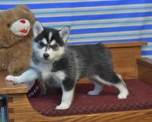 Pomsky Puppies For Re-homing