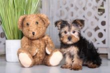 Yorkie Puppies For Re-homing