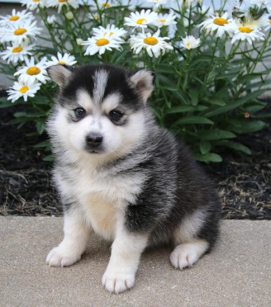 CKC Pomsky Puppies Image eClassifieds4u