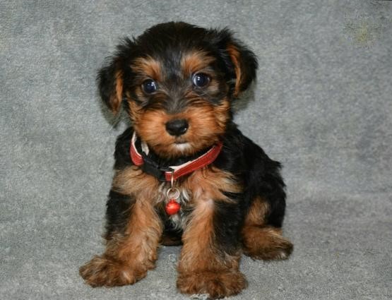 CKC Yorkie Puppies Image eClassifieds4u