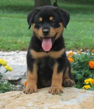 C.K.C MALE AND FEMALE ROTTWEILER PUPPIES AVAILABLE Image eClassifieds4U