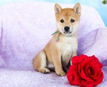 C.K.C MALE AND FEMALE SHIBA INU PUPPIES AVAILABLE Image eClassifieds4U