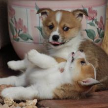 C.K.C Pembroke Welsh Corgi Puppies For Adoption Image eClassifieds4u 2