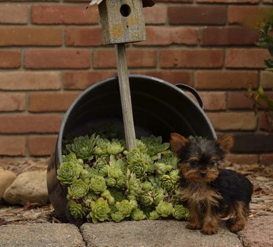 Male and Female Yorkie Puppies Image eClassifieds4u