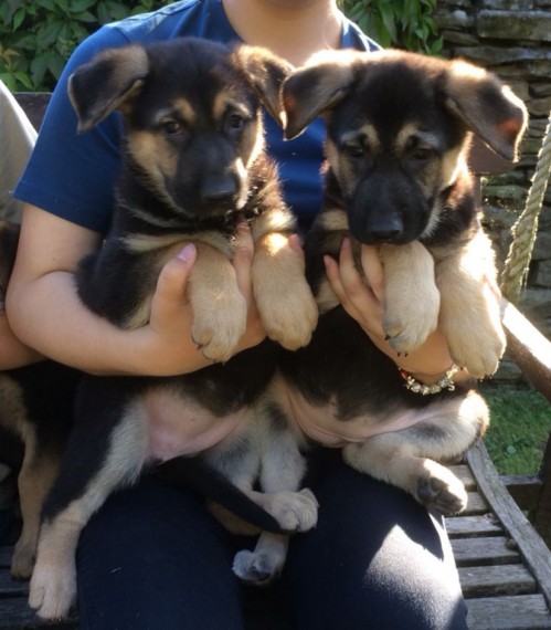 Smart German Shepherd Puppies For Adoption Image eClassifieds4u