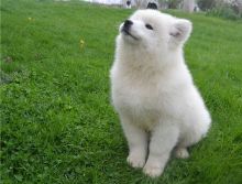Adorable male and female Samoyed puppies.