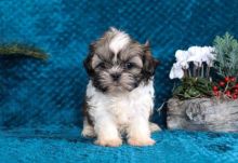 Affectionate shih tzu puppies,