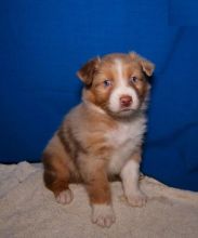 Australian Shepherd Puppies