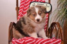 Australian Shepherd Puppies