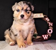 Australian Shepherd Puppies