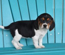 Beagle Puppies