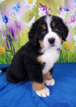 Bernese Mountain Puppies