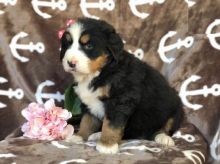 Bernese Mountain Puppies