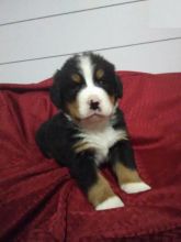 Bernese Mountain Puppies