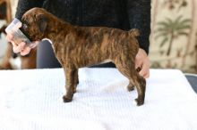 CKC registered boxer puppies