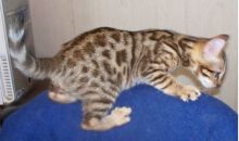 Cute and lovely Bengal kittens